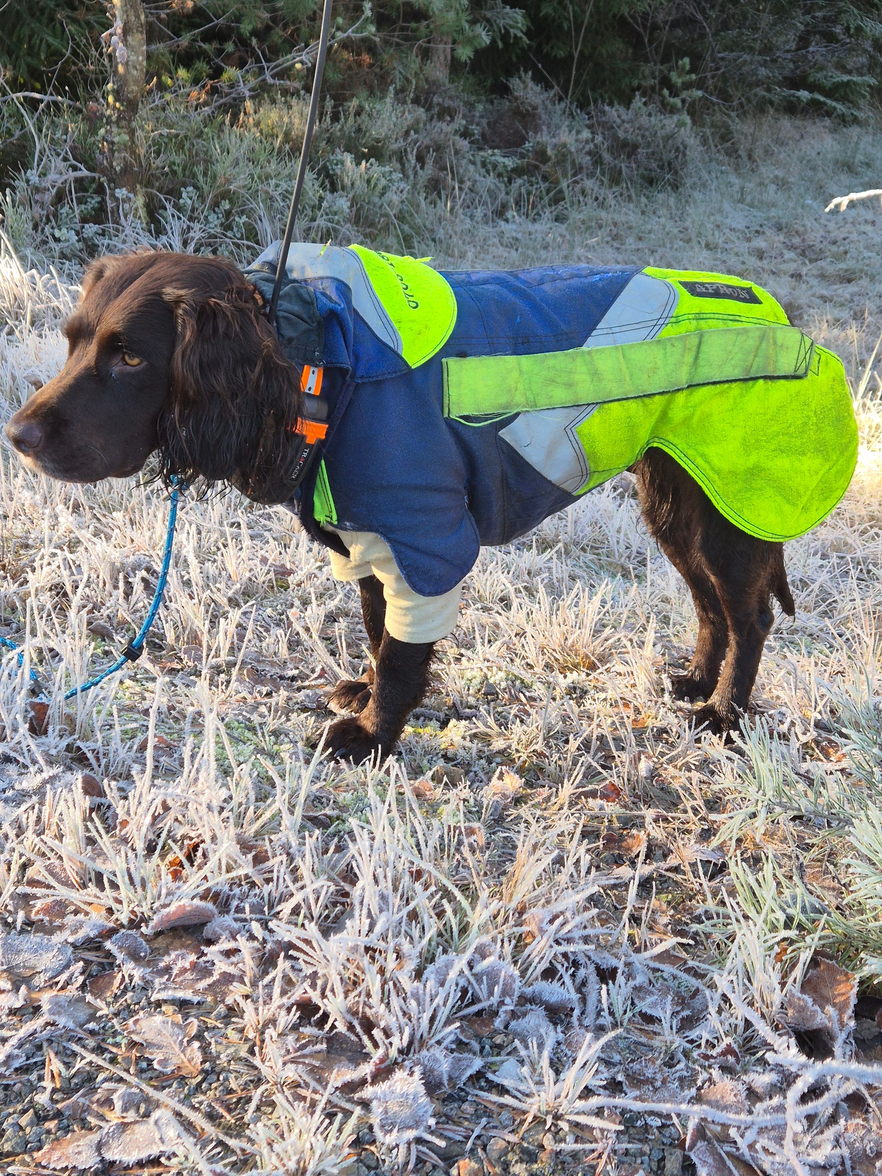 Dog in colorful protective gear